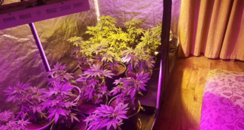 Житель Альметьевска с 68-летней мамой выращивал коноплю прямо у себя в квартире