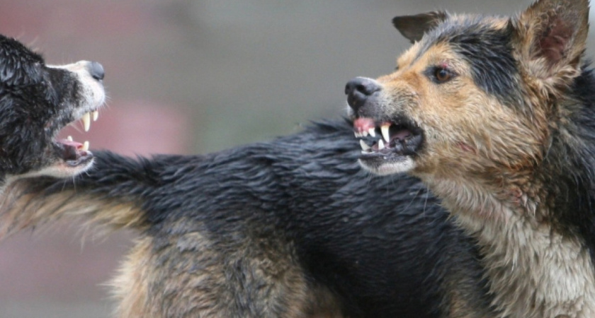 В Татарстане стая диких собак за неделю растерзала 13 коров