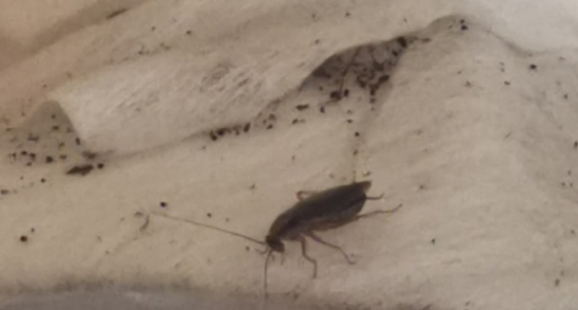 В 7-м комплексе дом кишит тараканами