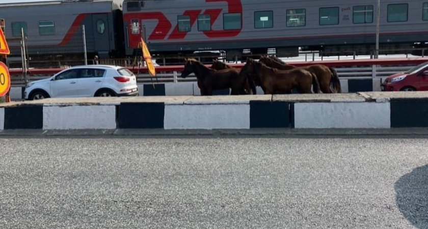 Из-за лошадей на мосту Нижнекамской ГЭС образовалась пробка 