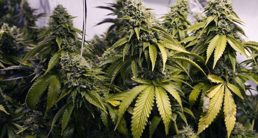 Челнинец дома выращивал наркосодержащее растение каннабис