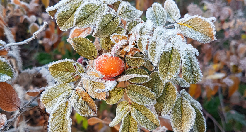 Сегодня в Татарстане ожидаются заморозки