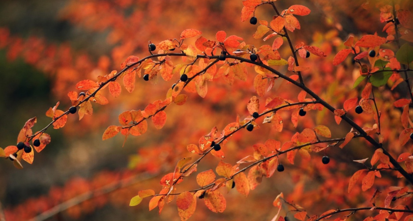 Уррра! В Татарстан пришло бабье лето