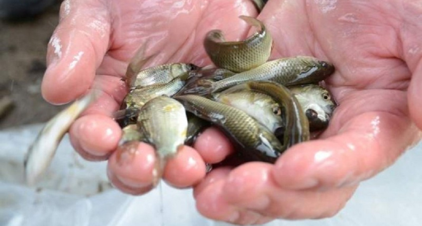 Зарыбление: в Каму выпустили более 26 тысяч мальков сазана