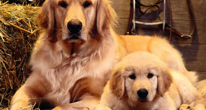 Вот это порода: в Татарстане аферист продавал собак по низкой цене