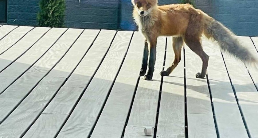 Чаллы Яр: в городе гуляет лисенок