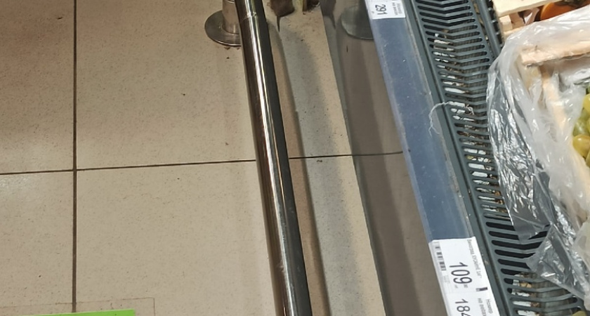 В Челнах в продуктовом магазине поселились мыши