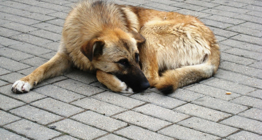 В Татарстане присвоили 250 тыс. рублей, предназначенные на отлов собак