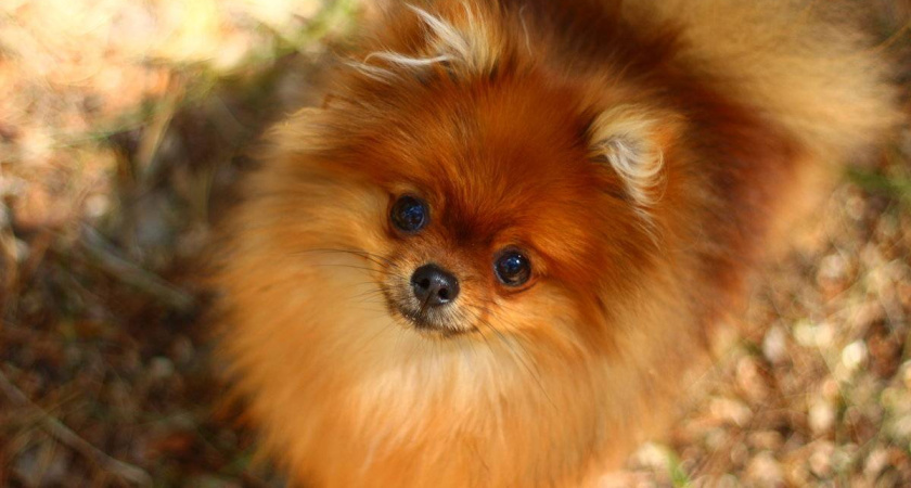 Опять мошенники: в Татарстане девушка купила у псевдопродавцов щпица за 18 тыс. рублей