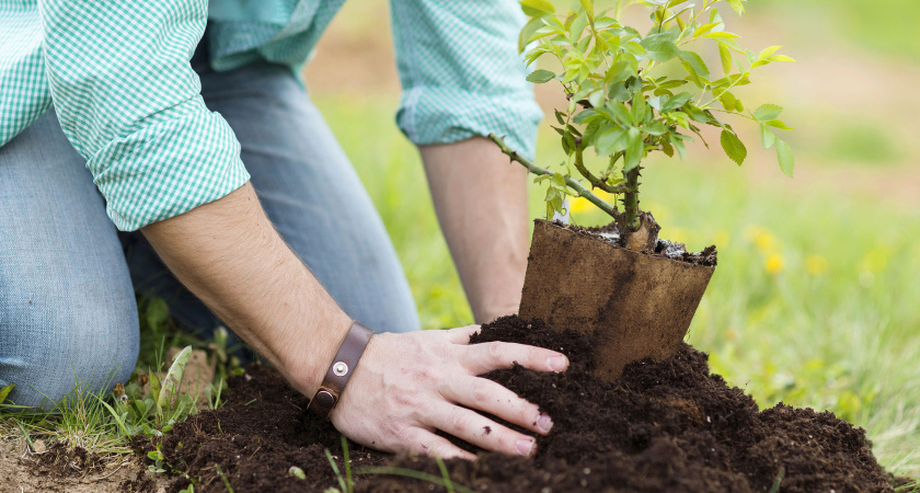 В Челнах высадят 5 тыс. деревьев и кустарников