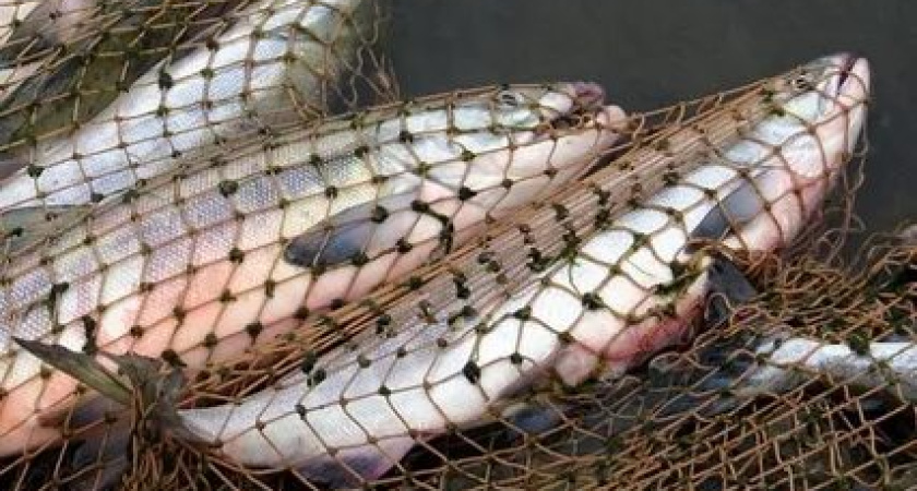 В Татарстане полицейские изъяли более 2 км рыболовных сетей 