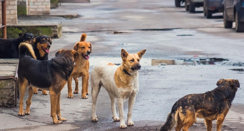 Из-за беспорядка с бездомными животными чиновники в Сармановском районе получили взбучку