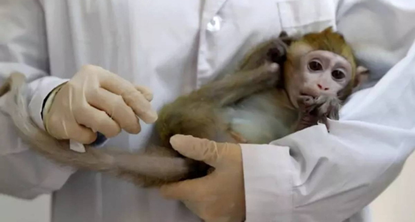 В России зарегистрирован первый случай оспы обезьян