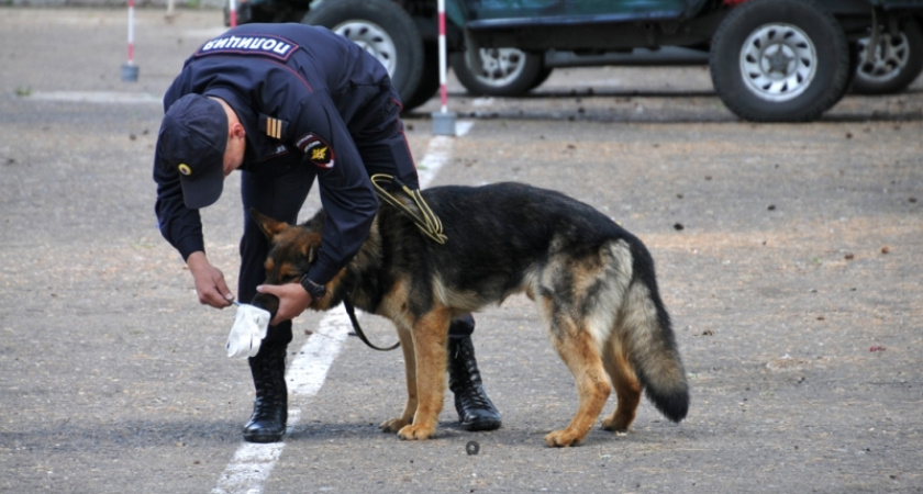 В Челнах собака помогла задержать похитителя коньяка
