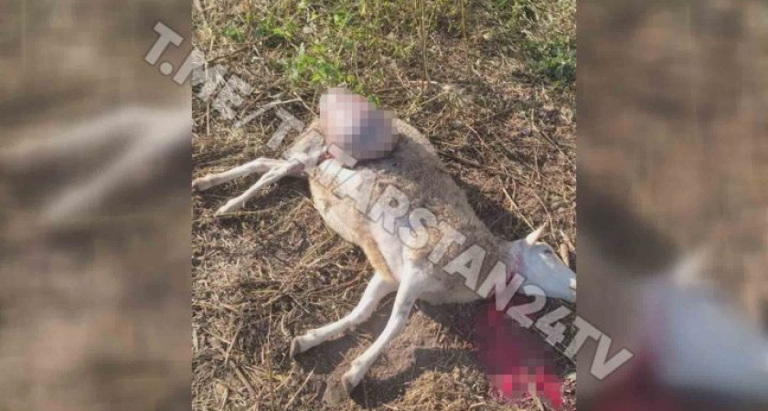 В Татарстане бродячие собаки загрызли стадо овец 