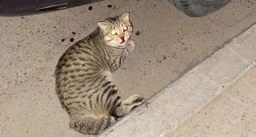 В Челнах живодер избил кота