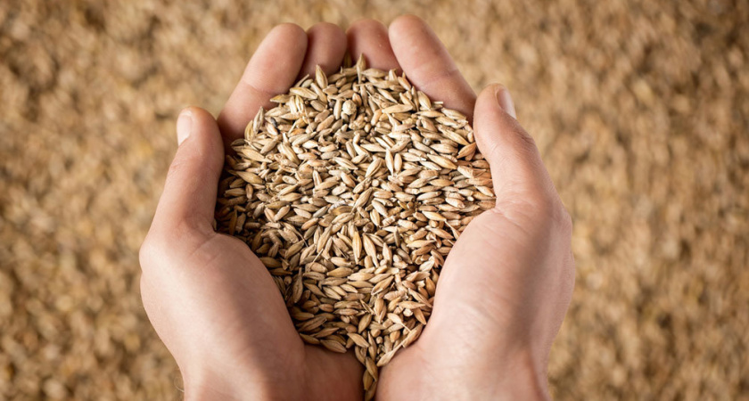 Житель Татарстана украл 950 кг зерна