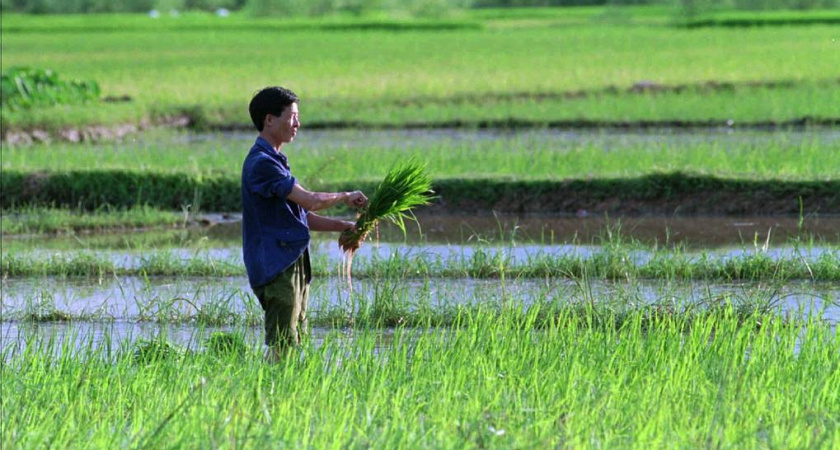 В Китае вывели новые сорта высокоурожайного многолетнего риса