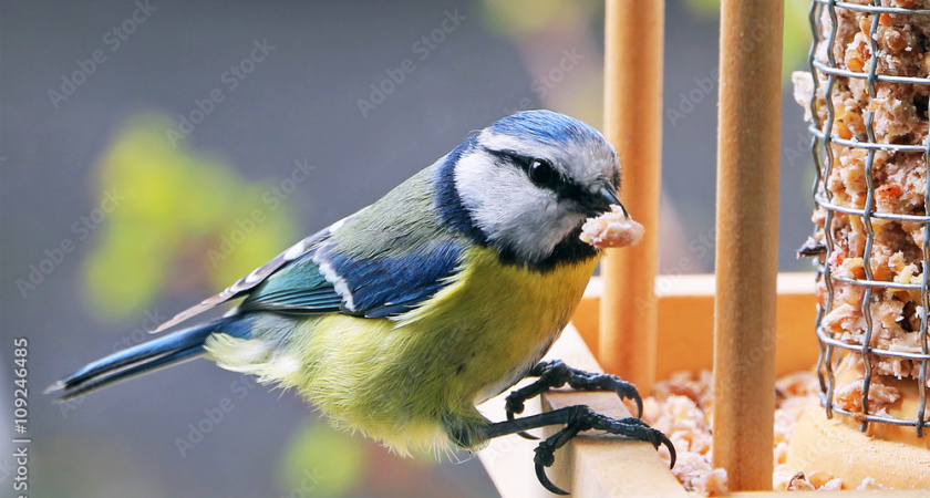 «Хватить вешать кормушки у окон»