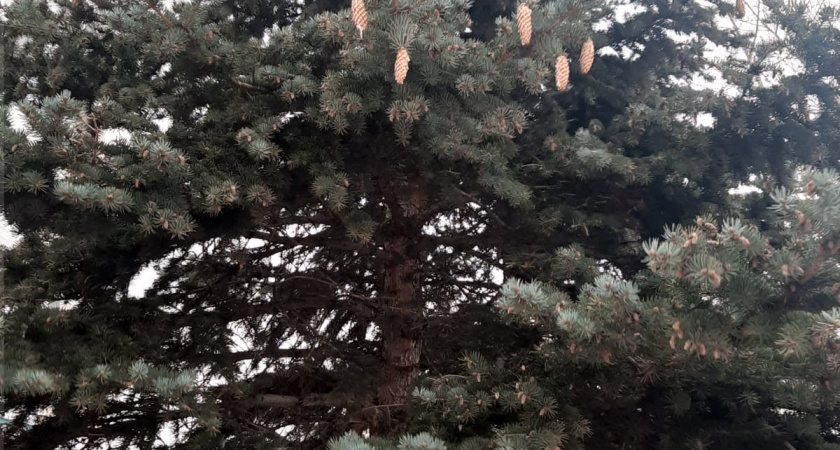 В Челнах ищут «охотников» за елками