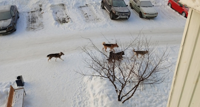 «Бегают днем и ночью, страшно куда-либо ходить, тем более с детьми!»