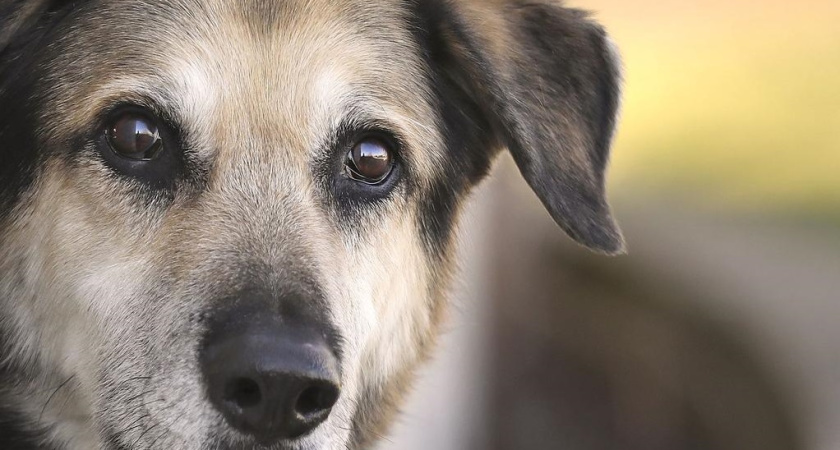 Бродячие собаки в Челнах: что делать, что делается