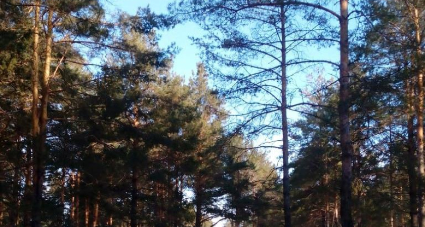 Парки и скверы Набережных Челнов