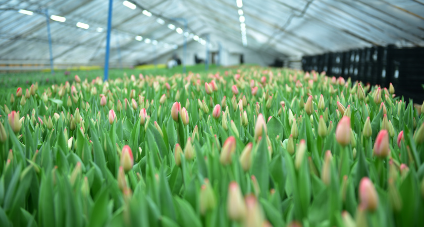 К 8 Марта «Горзеленхоз» вырастил 120 тыс. тюльпанов более 20 разных сортов