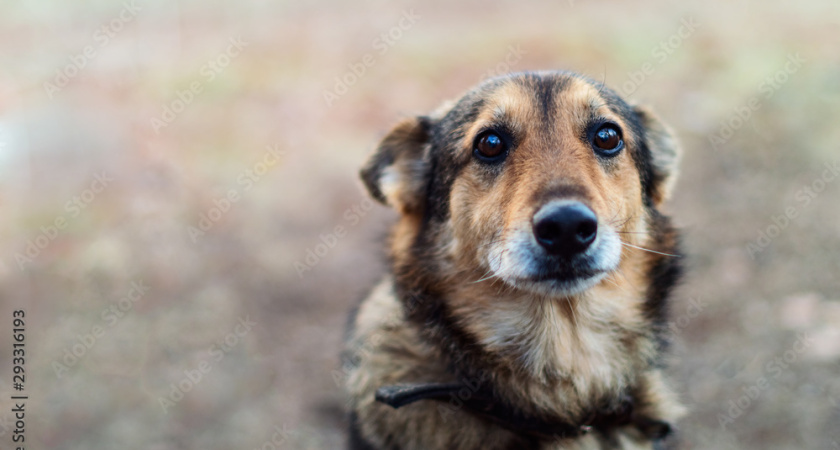 В Татарстане полиция отказалась возбуждать уголовное дело после убийства бродячей собаки