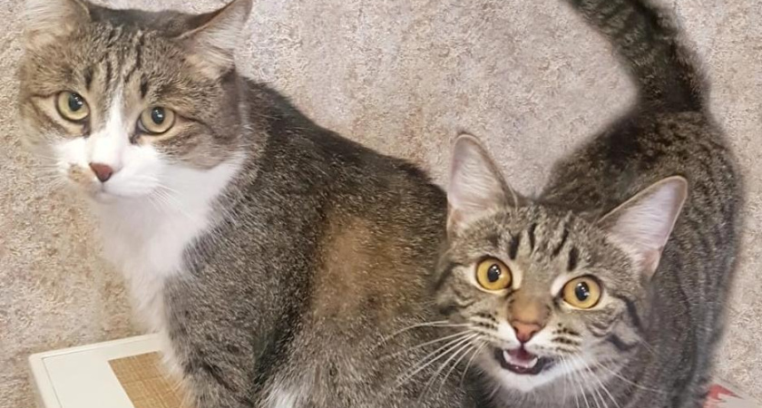 Бешенство и клещи. От чего челнинцам нужно защищать питомцев и себя