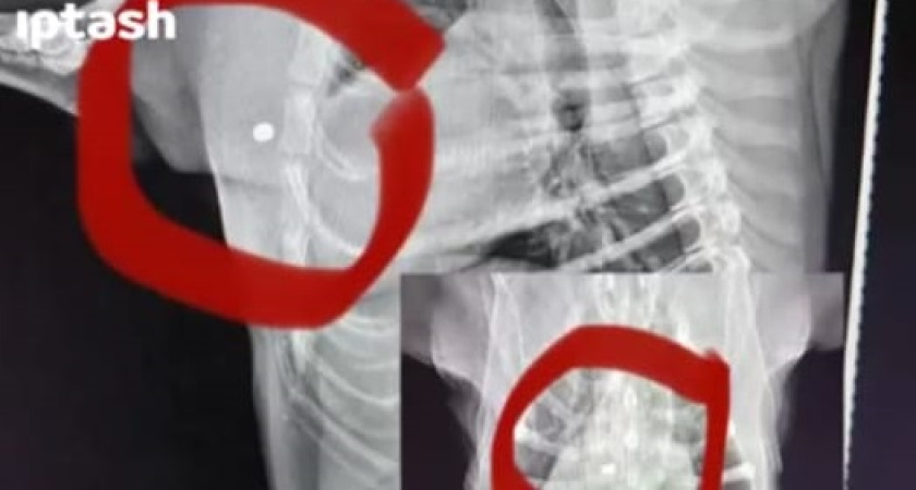 В Елабужском районе живодеры расстреляли собак