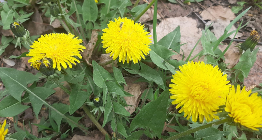 На выходных будет жарко? Об этом рассказали синоптики Татарстана