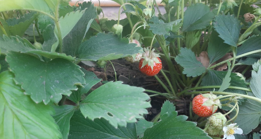 В Татарстане потеплеет или похолодает?