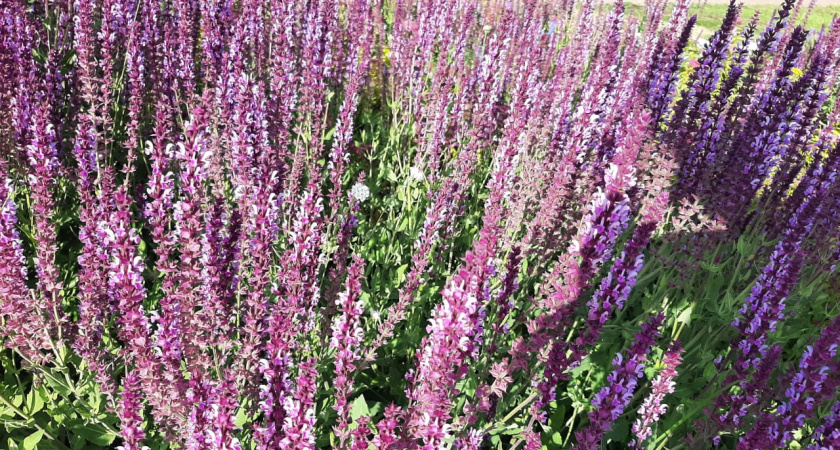 ЖАРРРА! В выходные температура воздуха прогреется до +36°