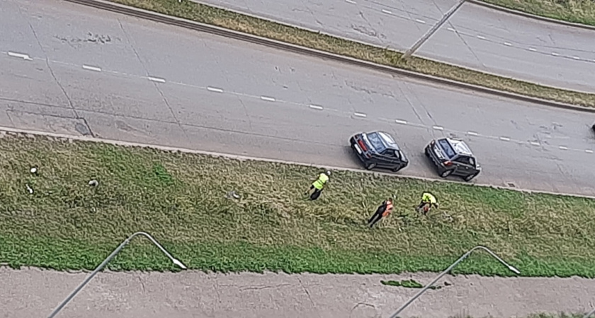 «Посадили деревья… а сегодня их спиливают под корень»