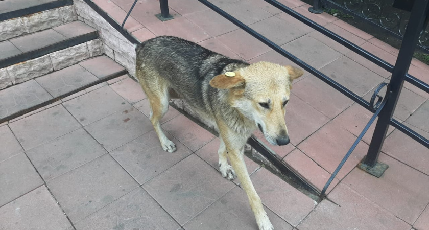 В Альметьевске стая бродячих собак напала на женщину с ребенком
