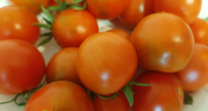 В Челнах объявили старт сельхозярмаркам