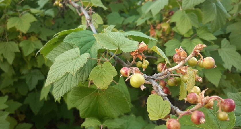 Дожди и похолодание: на Челны надвигается… осень