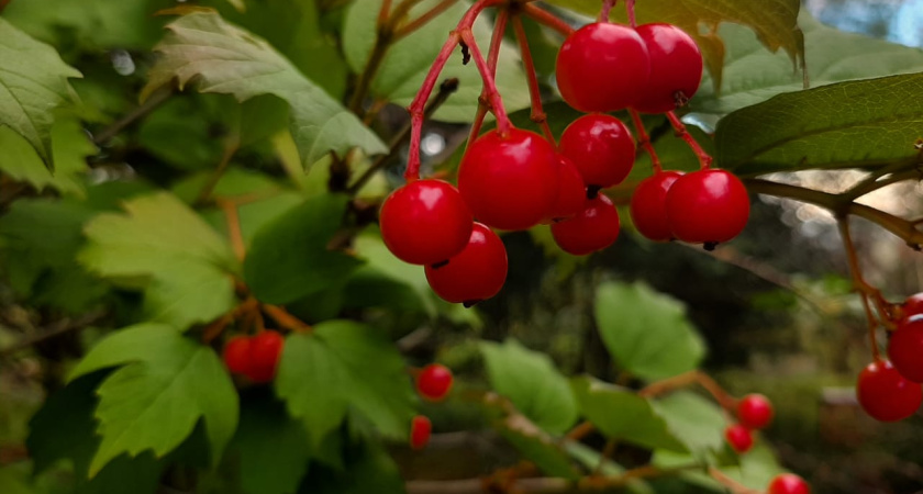 Никаких осадков! Если верить прогнозам синоптиков, татарстанцы успеют провести выходные на природе
