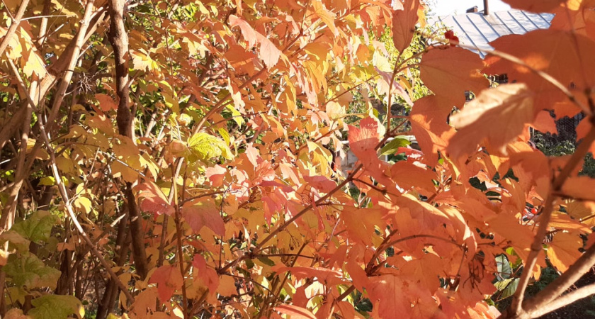 Днем тепло до +23° С, ночью заморозки