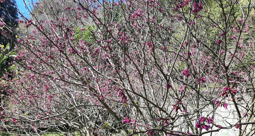 Завтра тепло, в четверг – сильный ветер и дожди