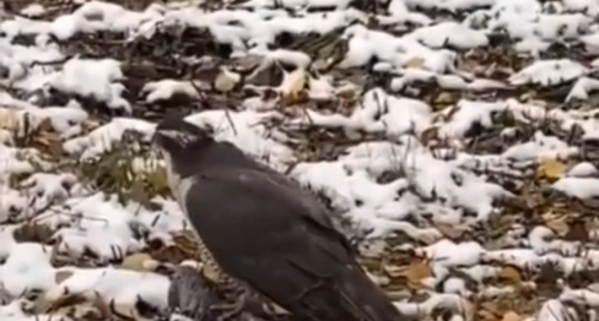 В Челны прилетел… ястреб