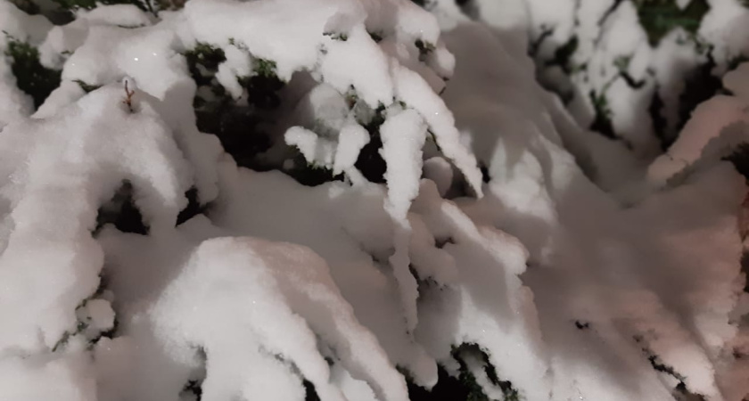 В Челнах под особую охрану возьмут хвойные деревья