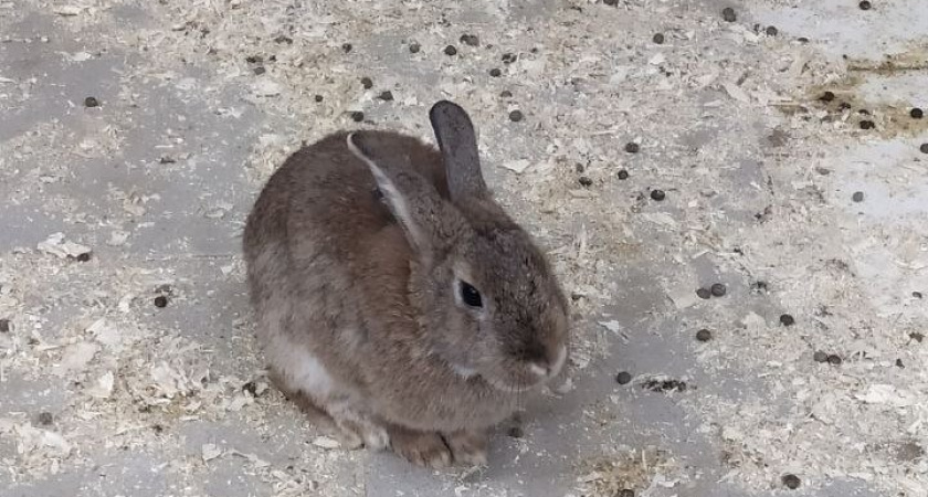 Сытно, но сыро: как звери и птицы переносят нежданное тепло 