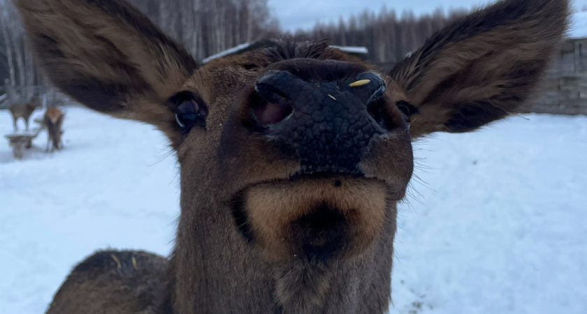 В экопарке в Татарстане разводят и выпускают на волю оленей