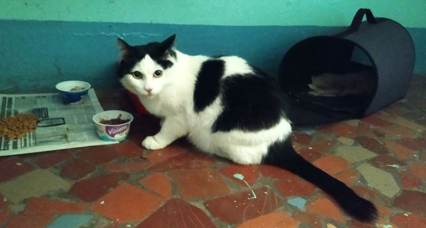 "6 лет, кастрат, привит": кота с запиской и вещами выгнали из дома