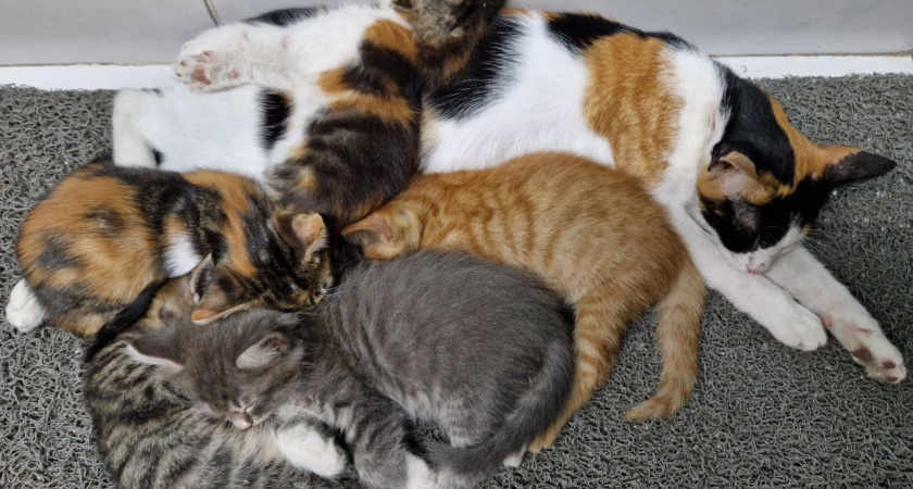 Снизить рождаемость: как стерилизация сохраняет здоровье животных 