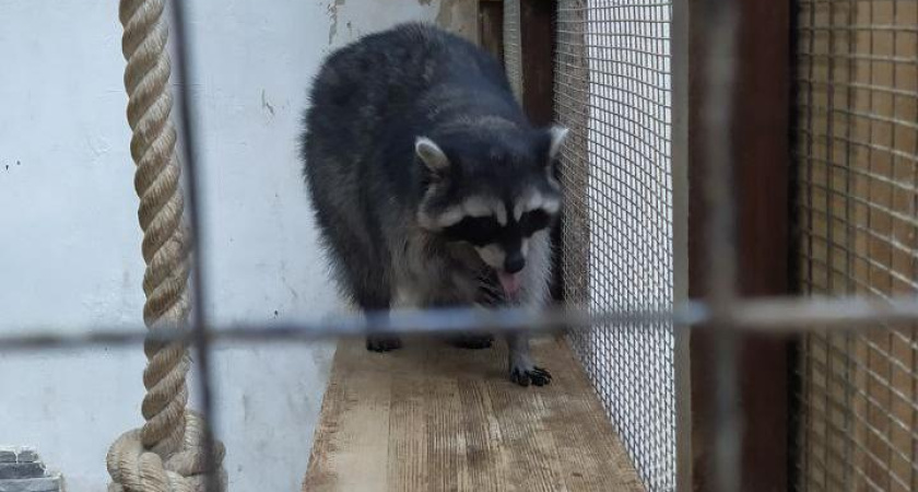 Клетки с комфортом и ОСАГО на день: что изменится в марте