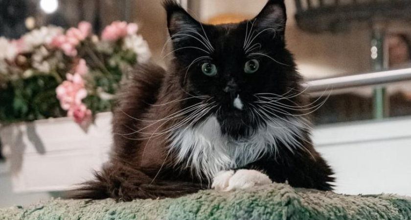 Один день из жизни Сенатора: кафе в Челнах возглавляет мейн-кун