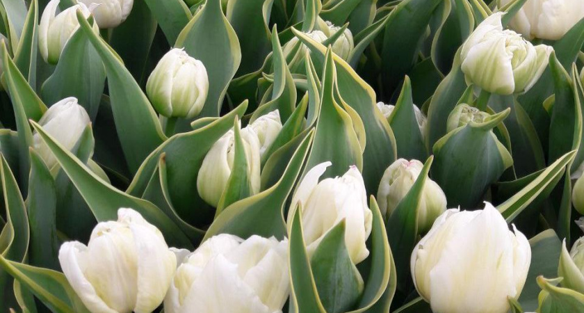 Перед 8 марта в Россию ввозят от 300 тонн цветов в день